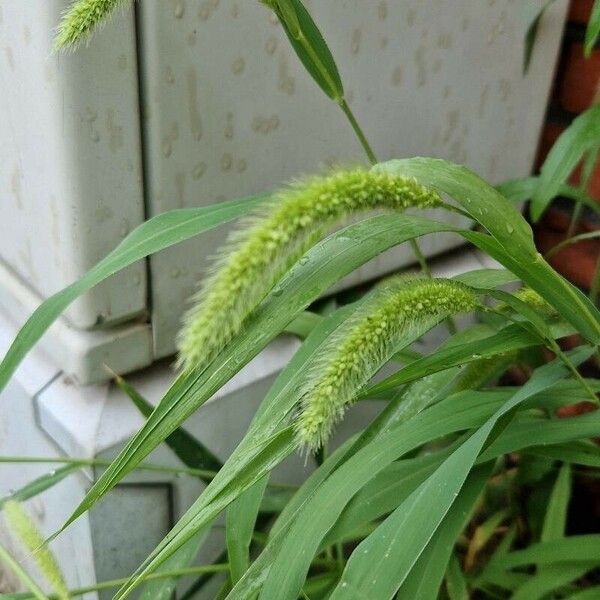 Setaria viridis Leaf