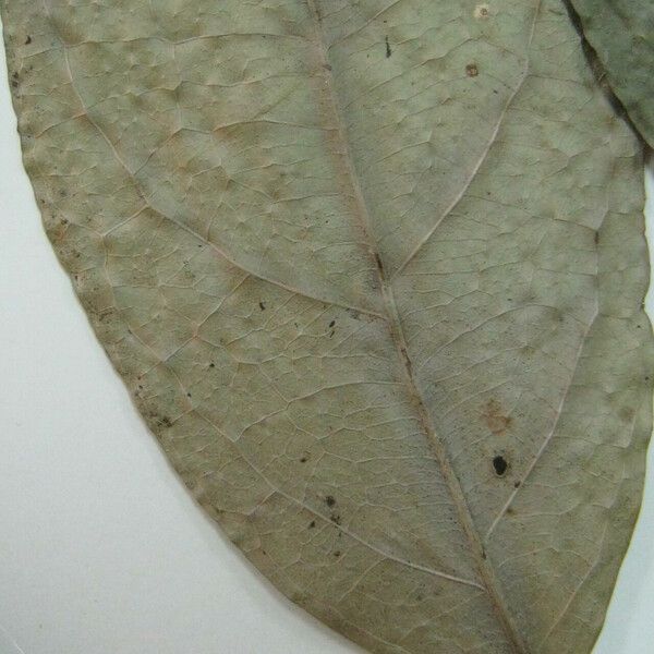 Mollinedia ovata その他の提案