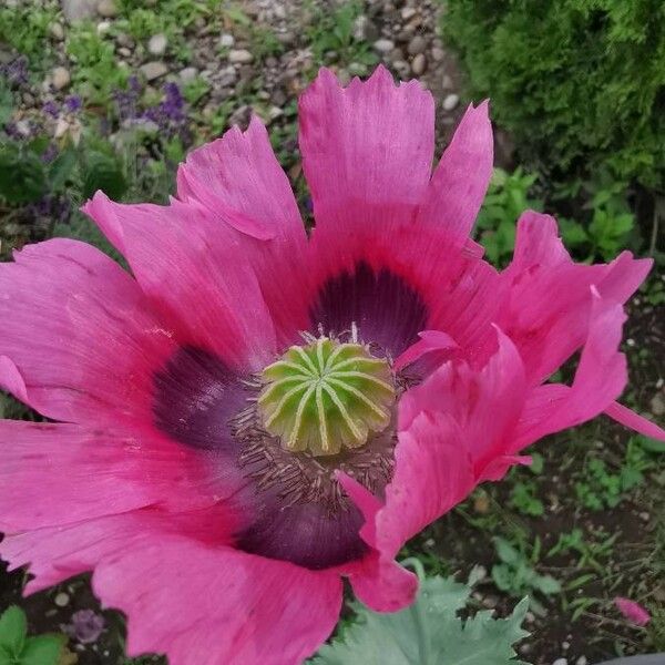 Papaver somniferum Floare