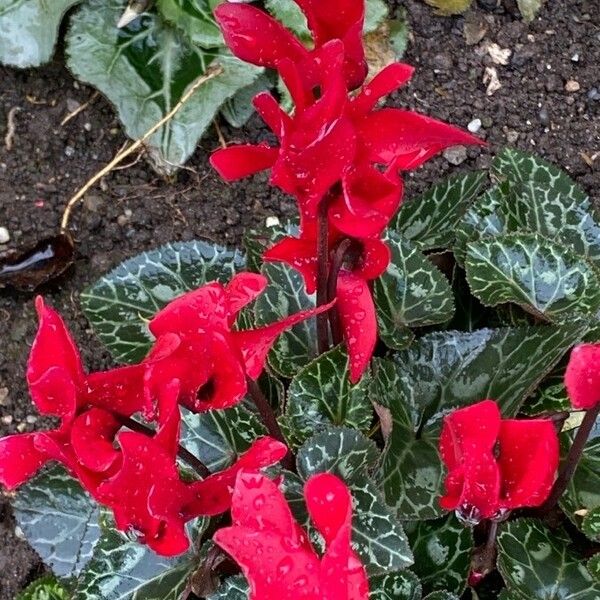 Cyclamen persicum Flower