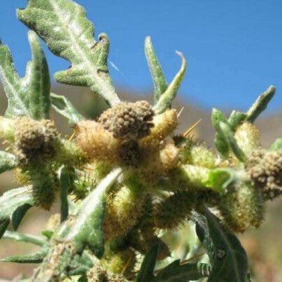 Xanthium spinosum Blomma