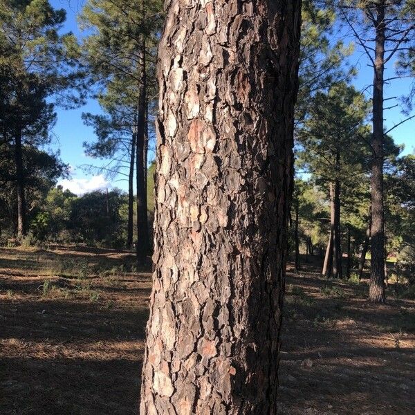 Pinus pinaster Bark