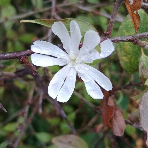 Silene noctiflora Flower