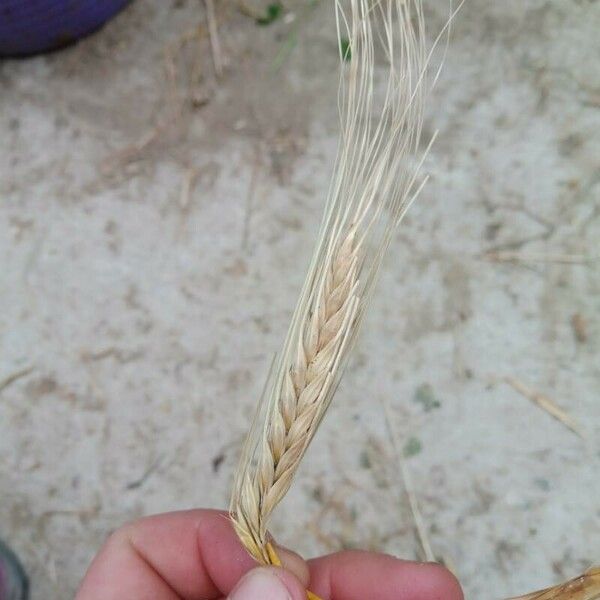 Hordeum vulgare Fruto