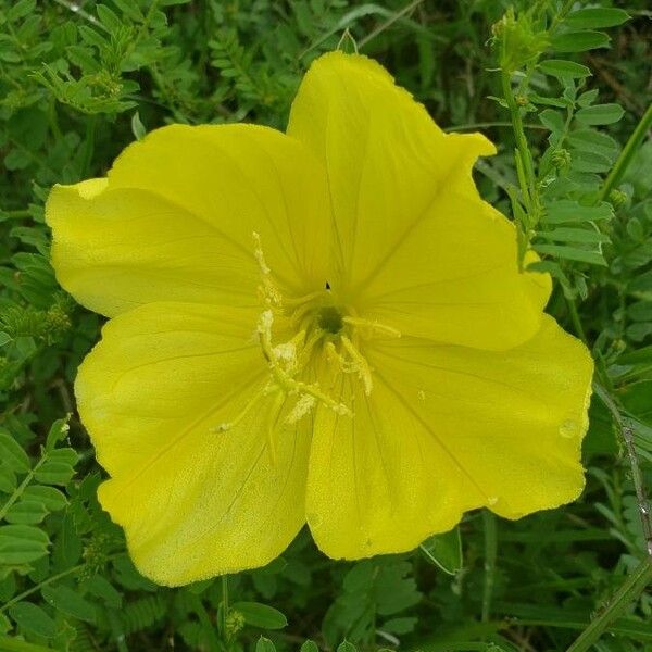 Oenothera triloba Flower