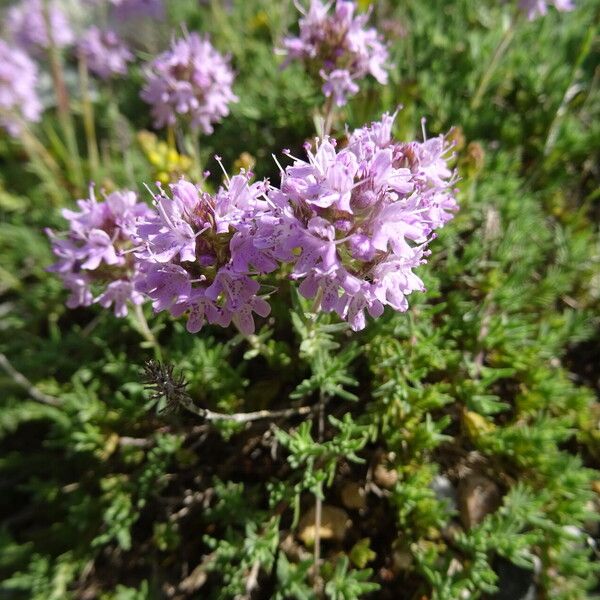 Thymus longicaulis ᱵᱟᱦᱟ