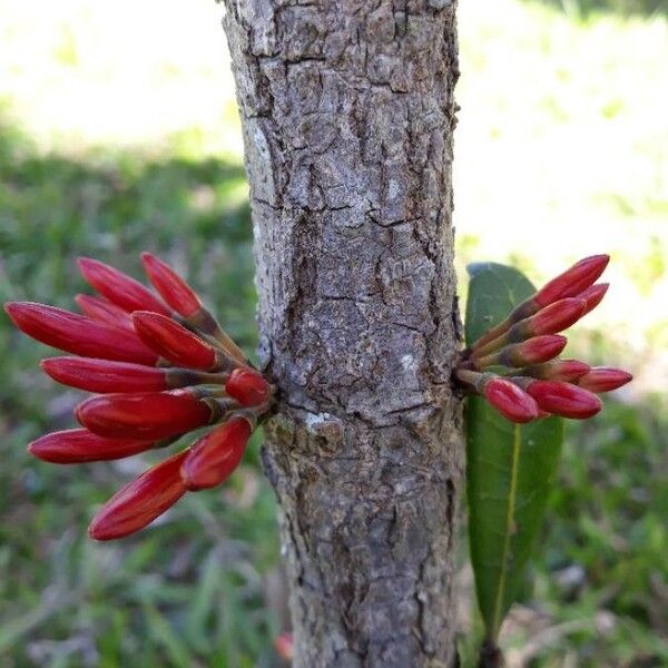 Ixora margaretae Цветок