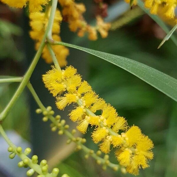 Acacia spirorbis Blüte