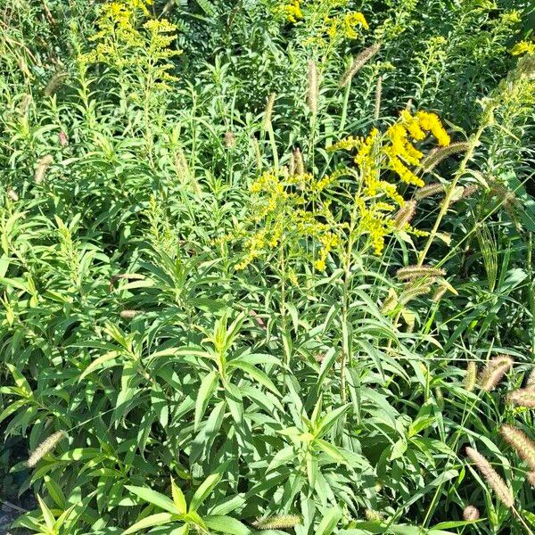 Solidago gigantea অভ্যাস