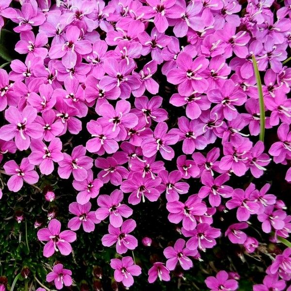 Silene acaulis Flower