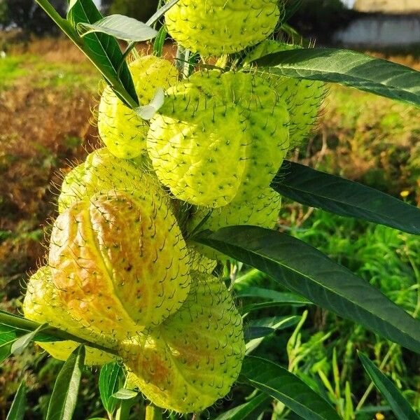 Gomphocarpus physocarpus Froito