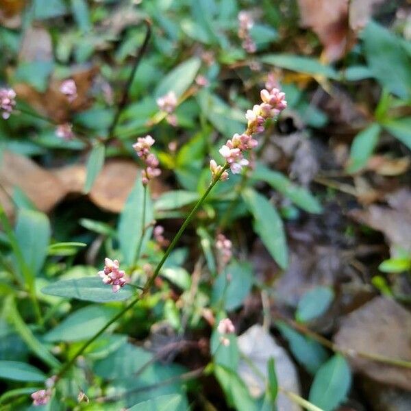 Persicaria maculosa Blomst