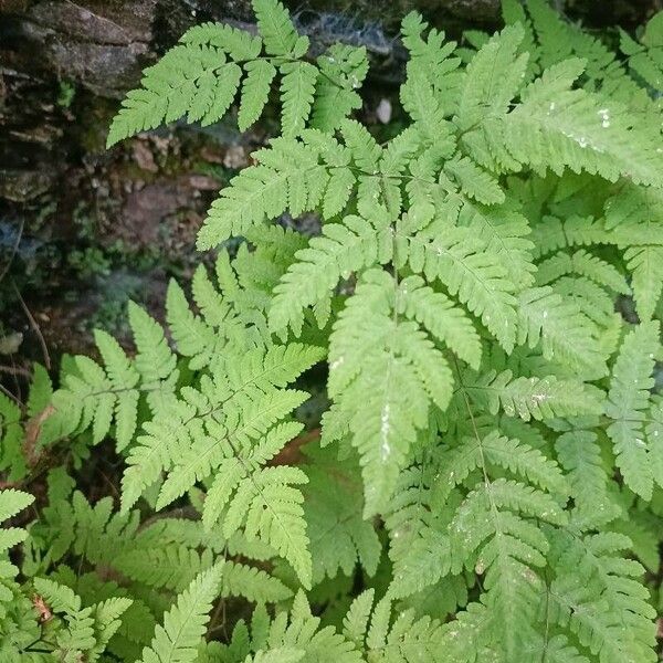 Gymnocarpium dryopteris Folha