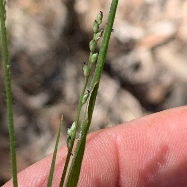 Setaria brownii Фрукт