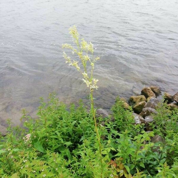 Thalictrum simplex Blodyn