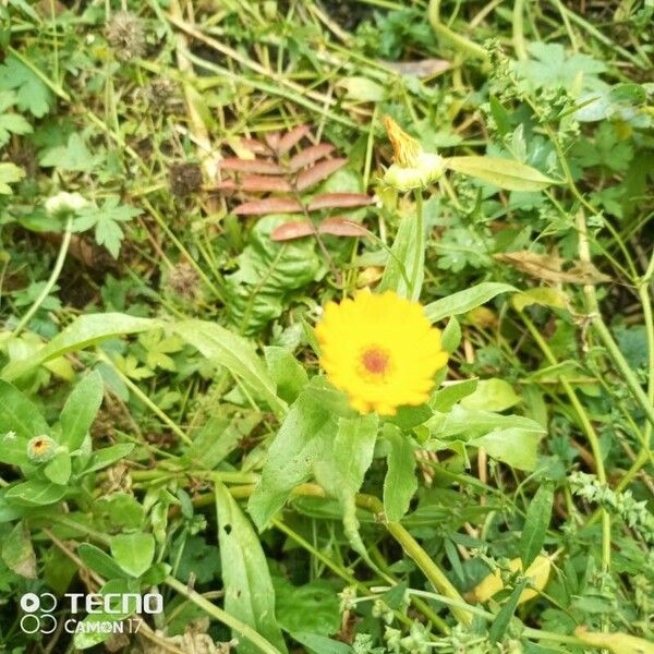 Calendula stellata Blatt