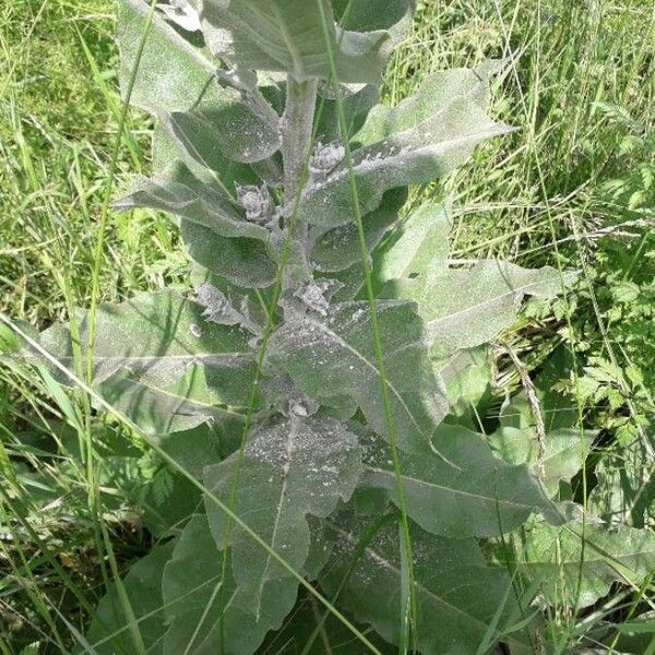 Verbascum pulverulentum Fulla