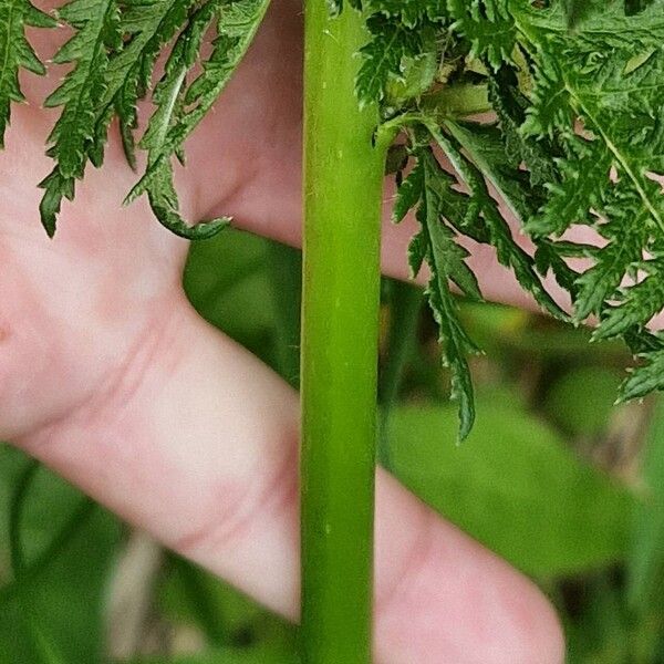 Pedicularis foliosa Bark