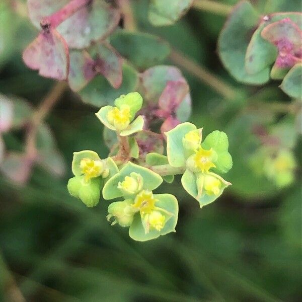 Euphorbia portlandica ফুল