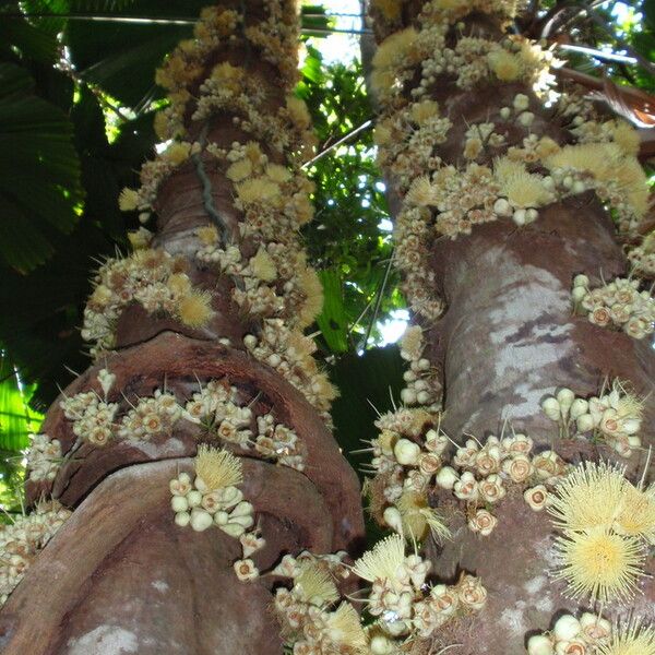 Syzygium cormiflorum Fleur