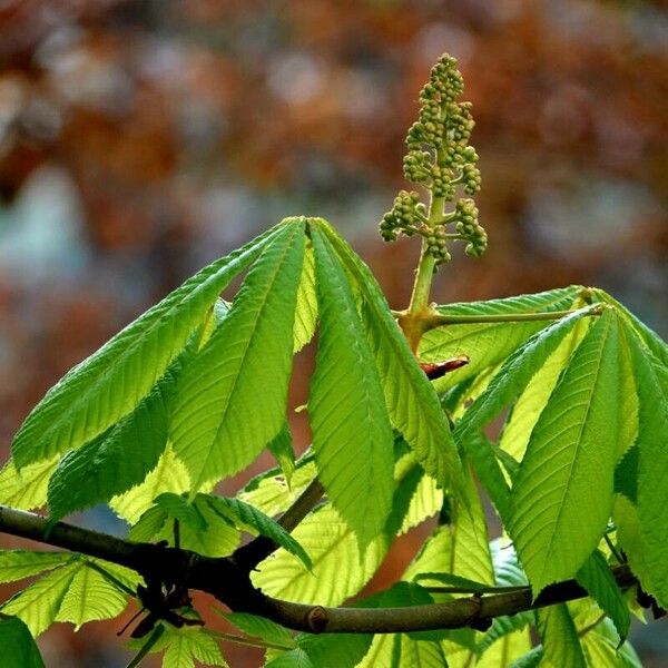 Aesculus hippocastanum 葉