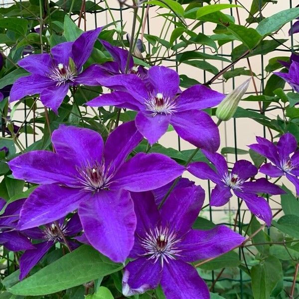 Clematis viticella 花