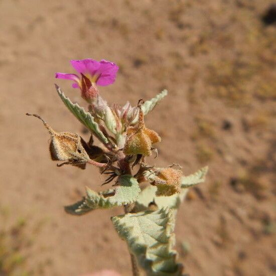 Melochia tomentosa Fleur