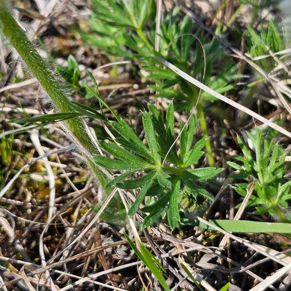 Pulsatilla patens Leaf