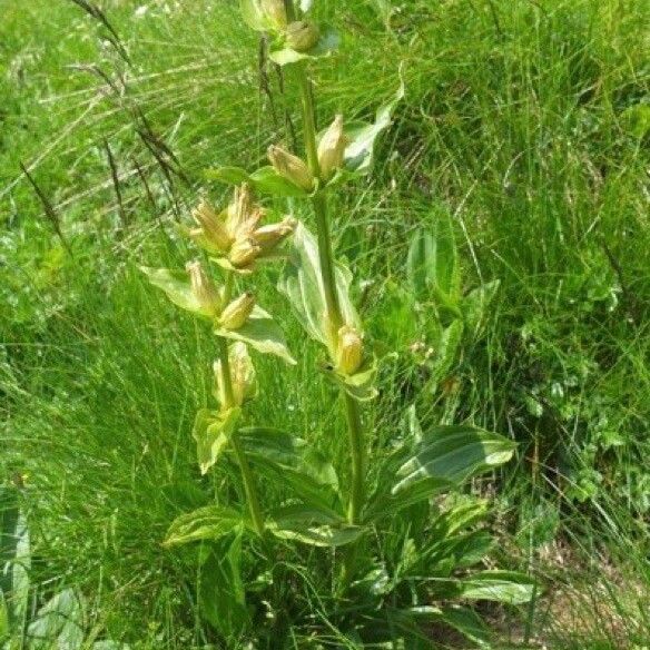 Gentiana punctata Fiore