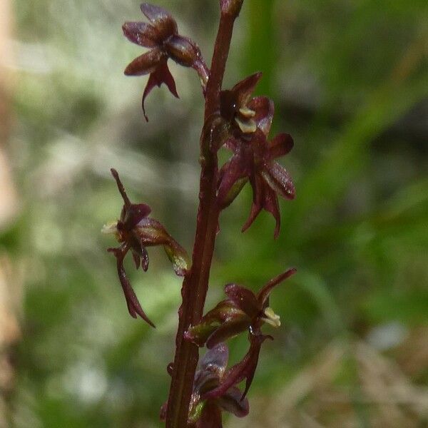 Neottia cordata Цвят