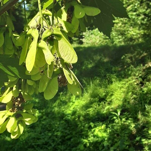 Acer tataricum Λουλούδι