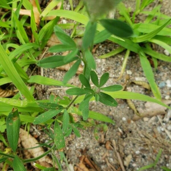 Trifolium arvense 叶