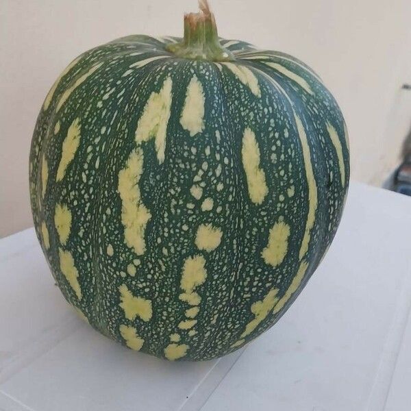 Cucurbita argyrosperma Плод