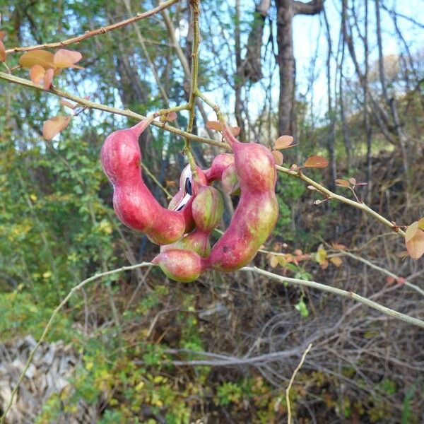 Pithecellobium dulce Fruit