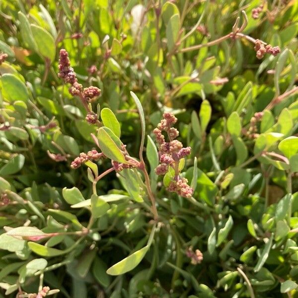 Atriplex portulacoides Virág