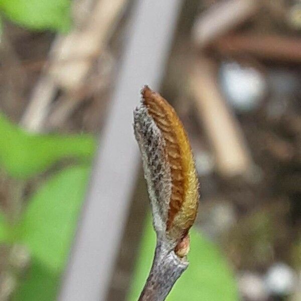 Asimina triloba Leaf