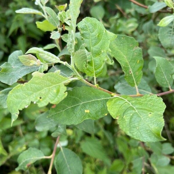 Salix aurita ഇല