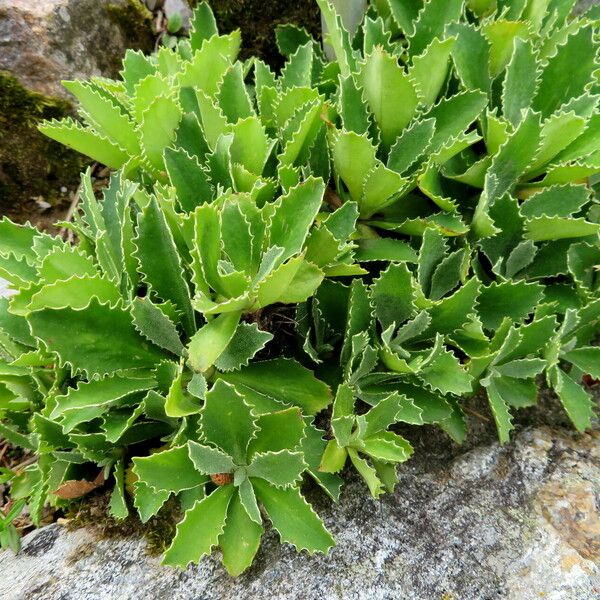 Primula marginata 叶