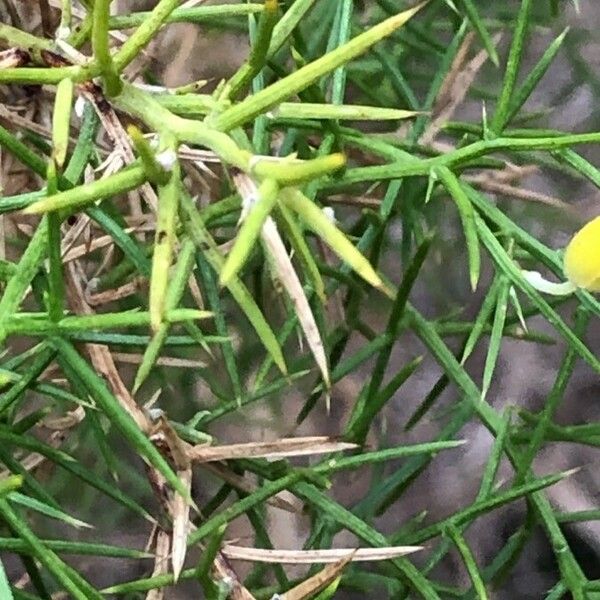 Ulex parviflorus Leaf