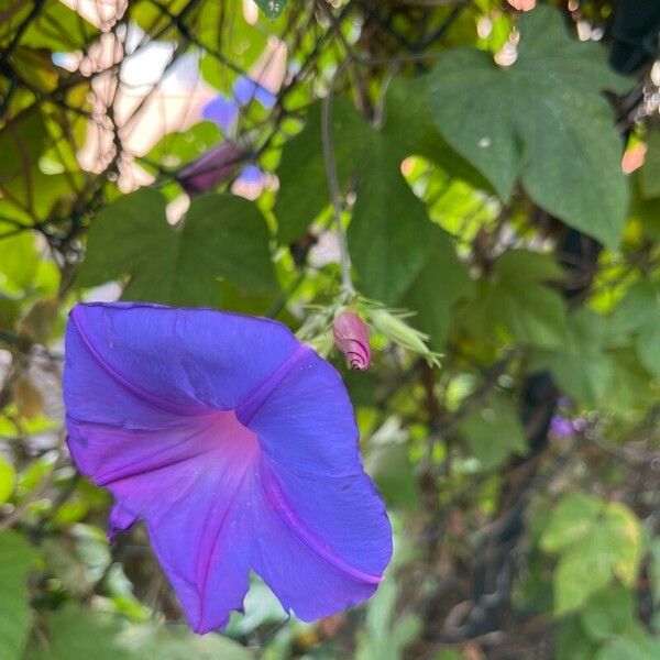 Ipomoea indica Blomst
