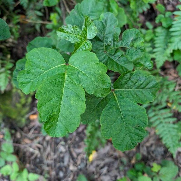 Toxicodendron diversilobum Hostoa