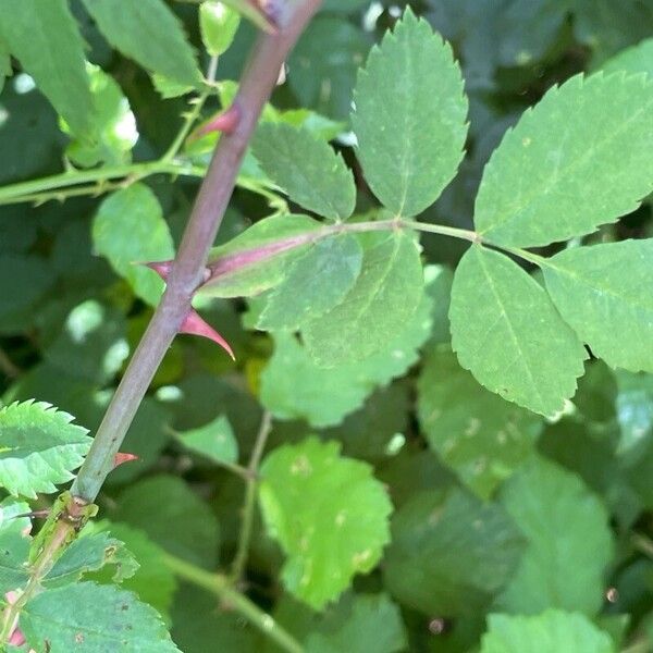 Rosa arvensis Hostoa