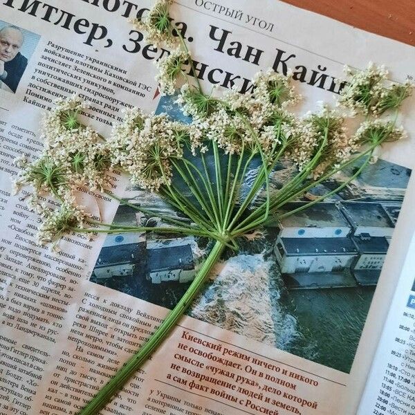 Heracleum dissectum Virág