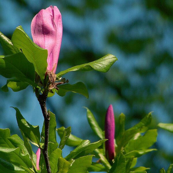 Magnolia liliiflora Fiore