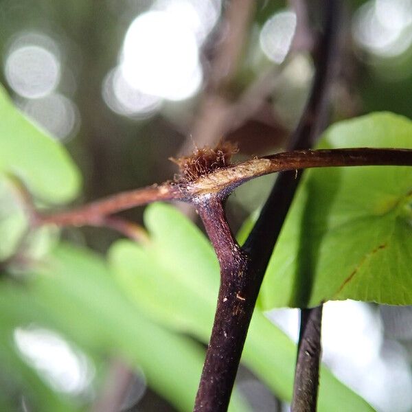 Lygodium microphyllum Folio