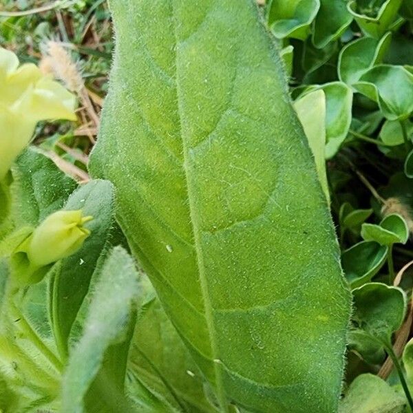 Nicotiana rustica Folha