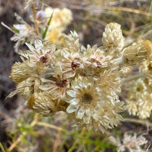 Helichrysum stoechas Blüte