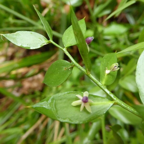 Ruscus aculeatus Kaarna