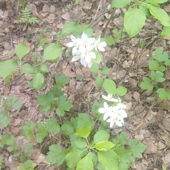 Malus sylvestris Лист