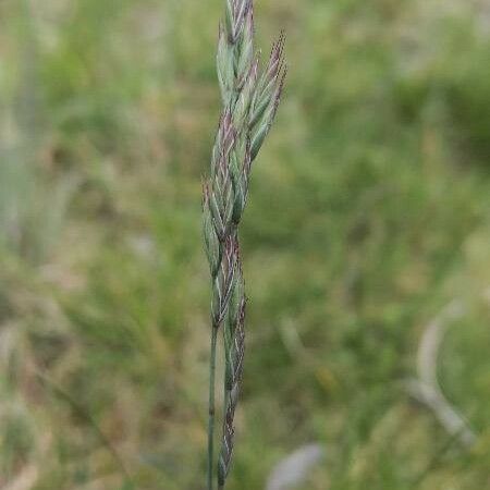 Festuca ovina Žiedas